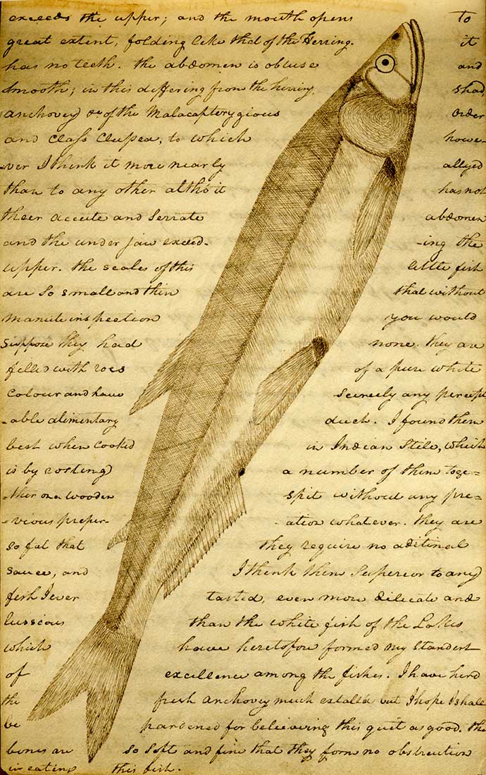 A page from Lewis' journal with a sketch of a candlefish