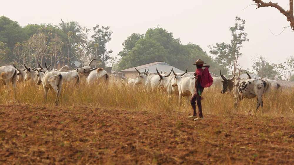 A Fulani herder leads his cattle in a pasture. The Fulani are a predominantly Muslim ethnic group. Conflict between Fulani cattle herders and Christian farmers is increasing as more cattle herders move south, often times entering farming land. 